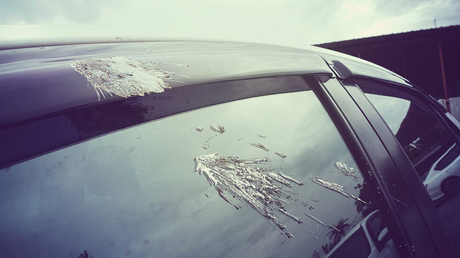 Fjern fugleklatten på bilen med en bilvask hos OK