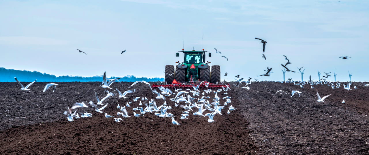 Traktor med plov kører på mark